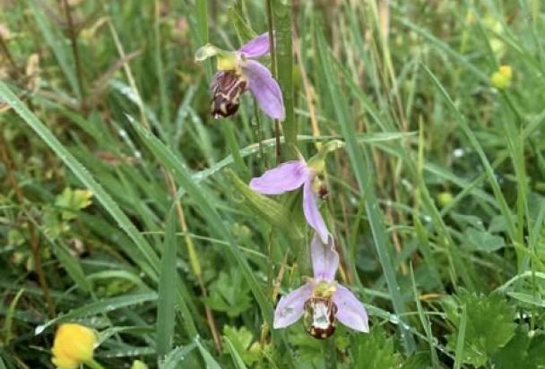 Bee Orchid on Rec
