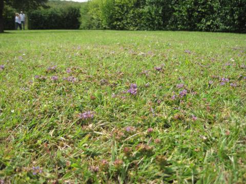 Lawn with Self Heal and Bugle