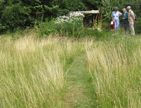 Path through long grass