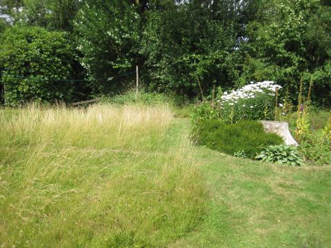 Part of lawn left to grow long