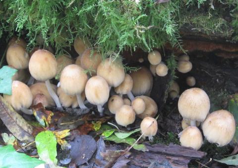 Fungi walk picture