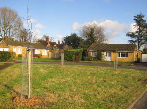 Heatherfield Trees