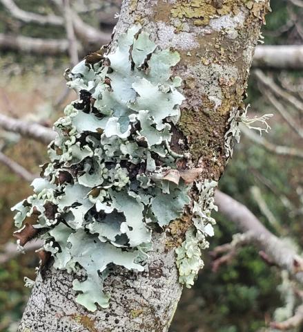 Lichens