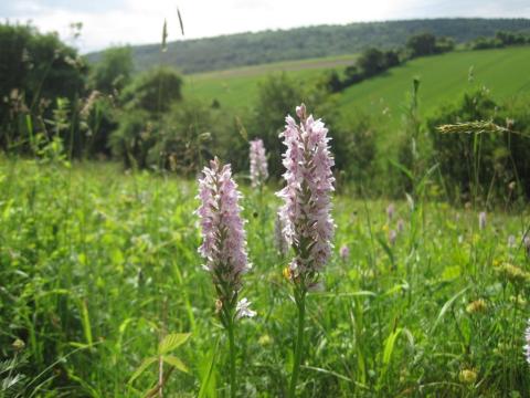Orchids at CD