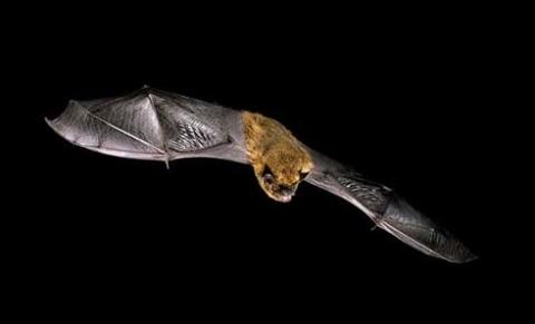 Pipistrelle bat