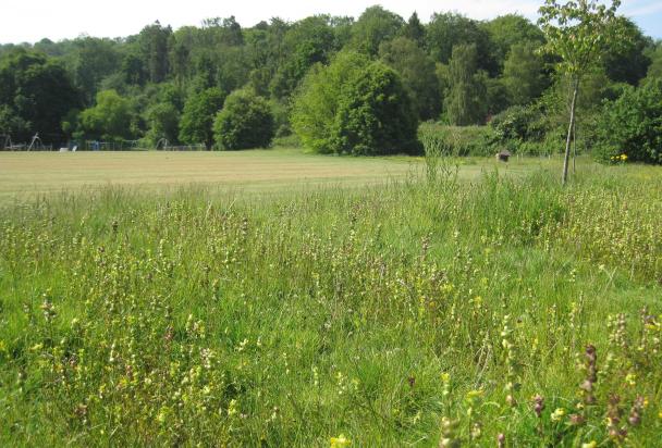 Yellow Rattle on Recreation Ground