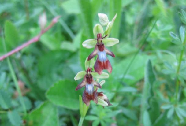 Fly orchid at Coulters Dean