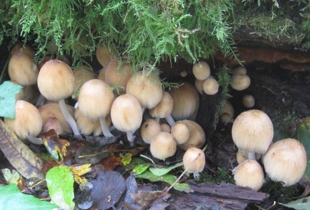 Fungi walk picture