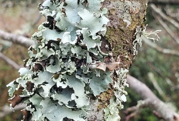 Lichens